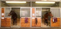 Sandstone Horse Sales - Thousand Oaks